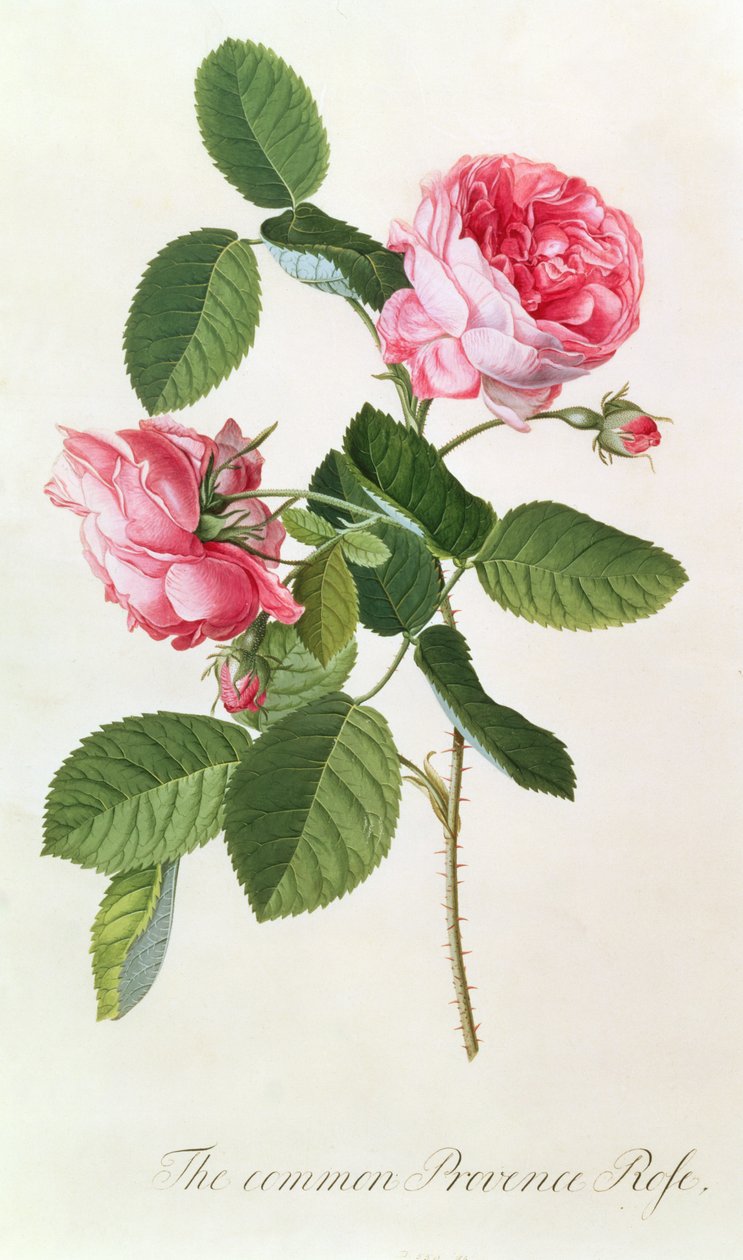 A közös Provence-i rózsa alkotó: Georg Dionysius Ehret