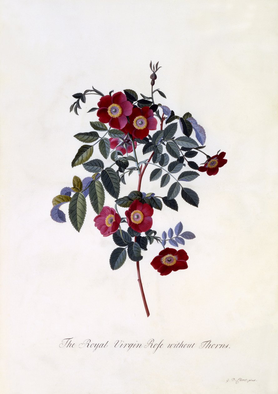 A királyi szűz rózsa tövis nélkül, 1745 körül (kézzel színezett metszet) alkotó: Georg Dionysius Ehret