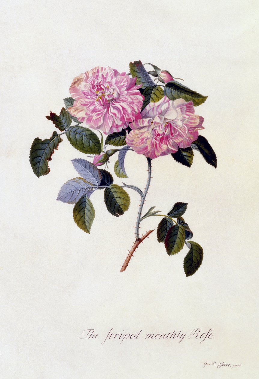 A csíkos havi rózsa, 1745 körül (kézi színezésű metszet) alkotó: Georg Dionysius Ehret