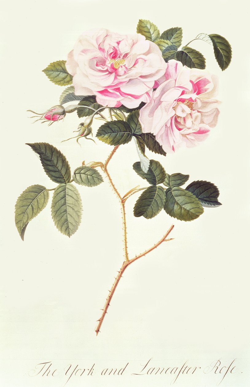A York és Lancaster Rose alkotó: Georg Dionysius Ehret