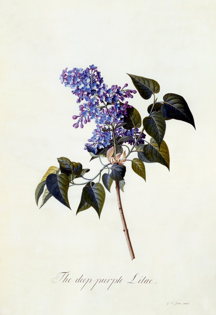 Mélylila lila, 1743 körül (kézzel színezett metszet) alkotó: Georg Dionysius Ehret