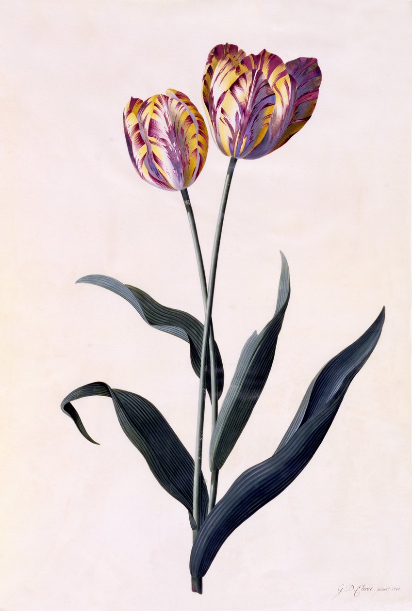 Tulipán, 1744 körül (kézi színezésű metszet) alkotó: Georg Dionysius Ehret