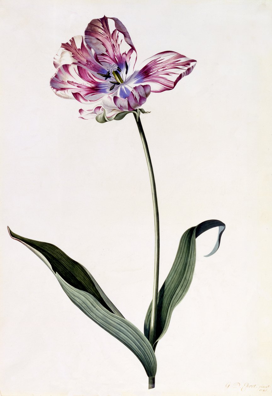 Tulipán, 1745 körül (kézzel színezett metszet) alkotó: Georg Dionysius Ehret