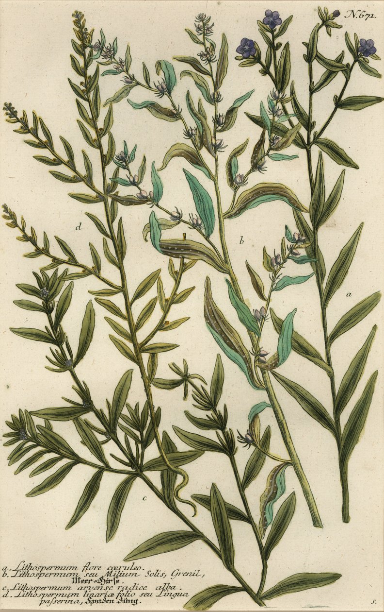 Gromwell fajták, Lithospermum fajok alkotó: Georg Dionysius (after) Ehret