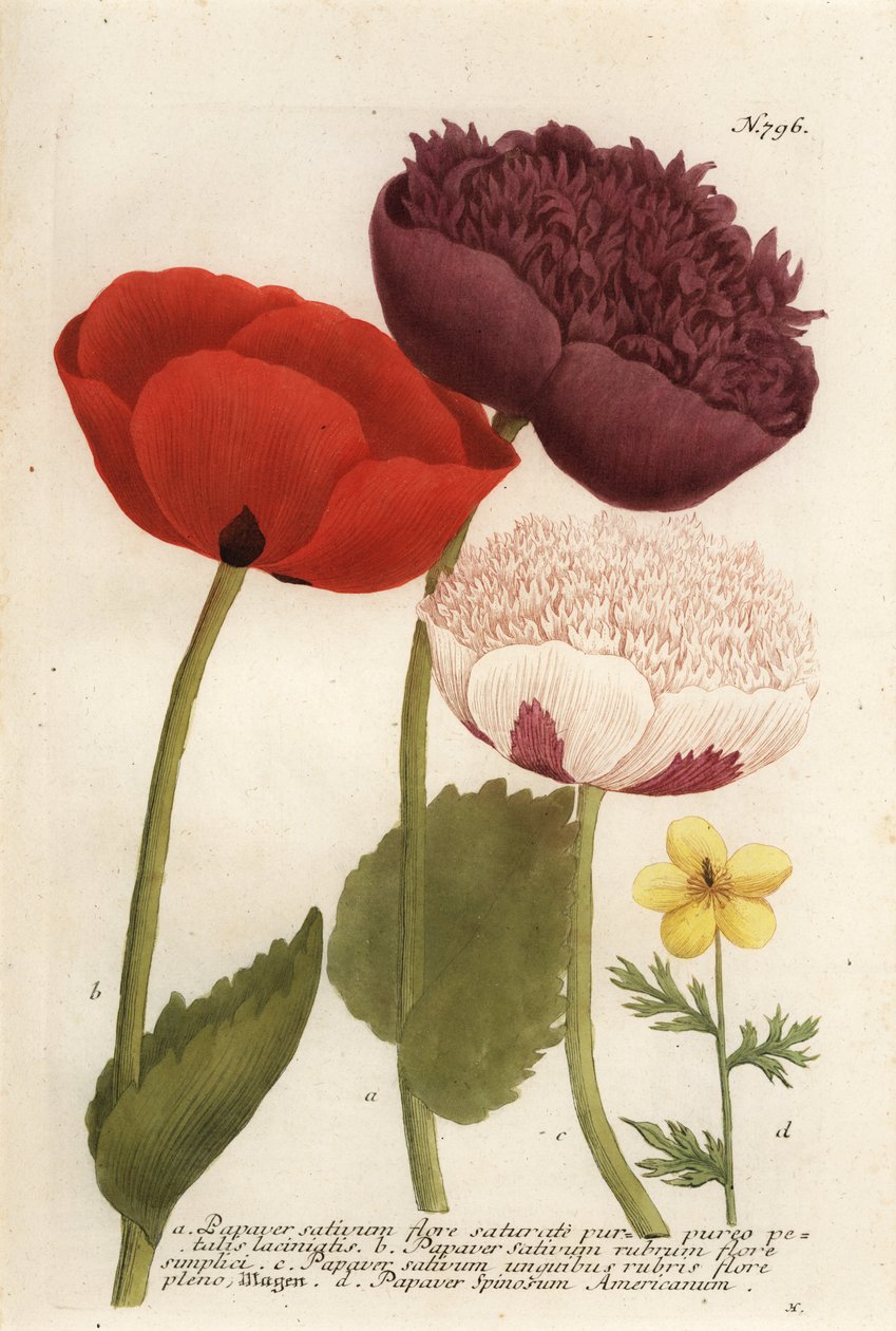 Ópiummák fajták, Poppy somniferum és Anemone mexicana alkotó: Georg Dionysius (after) Ehret
