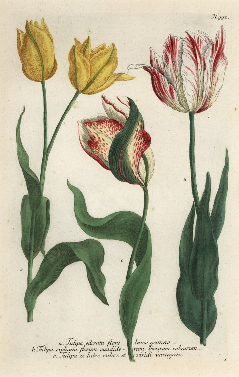 Tulipán fajták, Tulip gesneriana alkotó: Georg Dionysius (after) Ehret