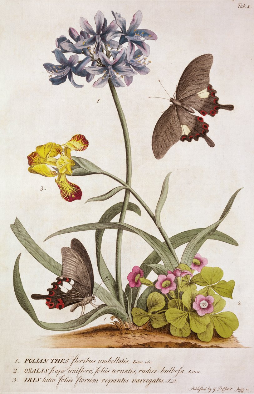 Agapanthus africanus, Iris variegata és egy Oxalis faj, a Plantae and Papiliones Rarioresből, 1749 alkotó: Georg Dionysius Ehret