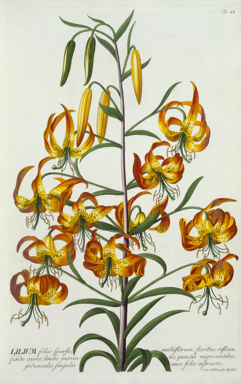 Amerikai töröksapkás Lily, c. 1740-es kézzel színezett metszet. alkotó: "Georg Dionysius Ehret