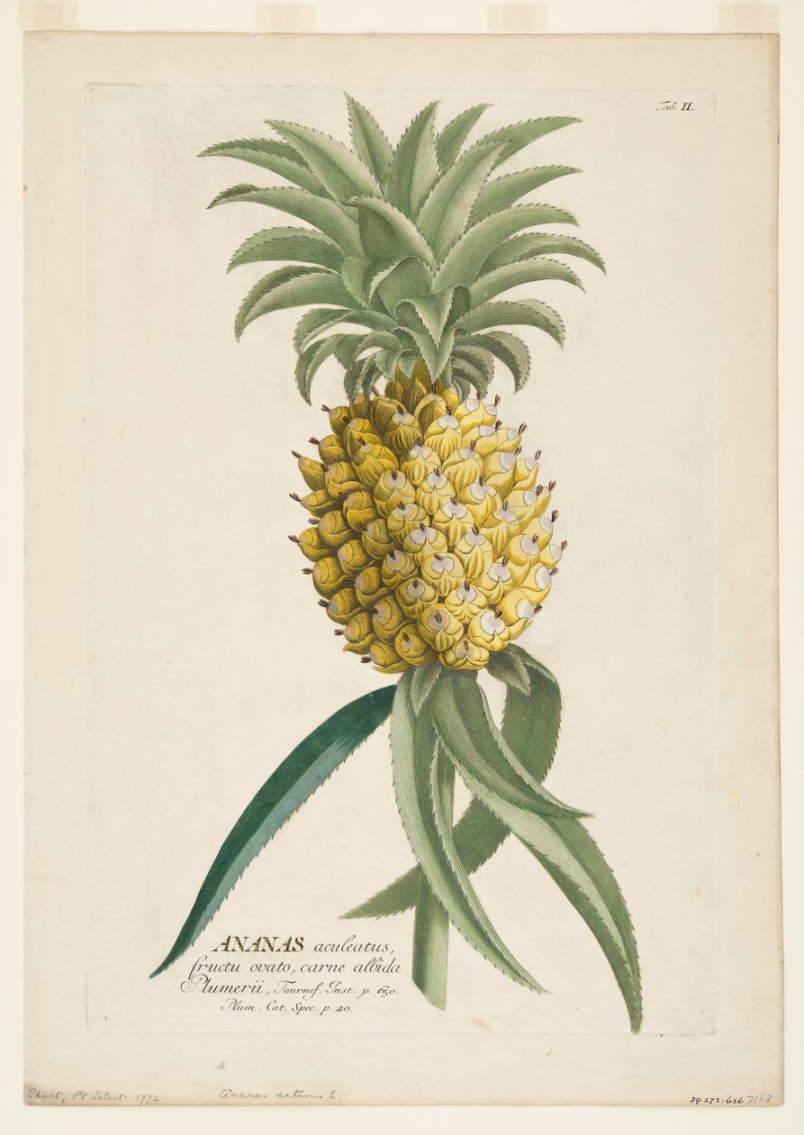 Ananas sativus, ananász, 1740-1770. alkotó: Georg Dionysius Ehret
