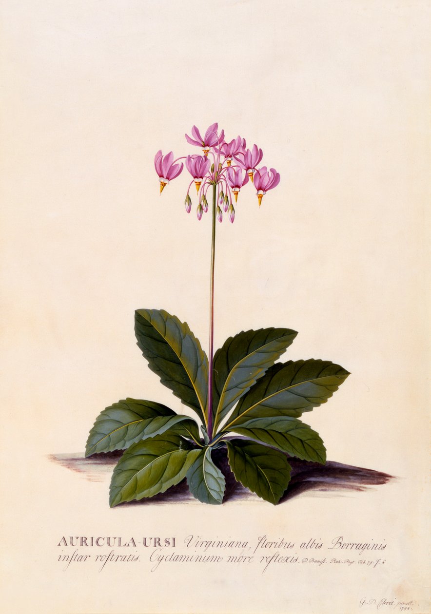 Auricula Ursi Shooting Star, c. 1744-es kézzel színezett metszet. alkotó: "Georg Dionysius Ehret