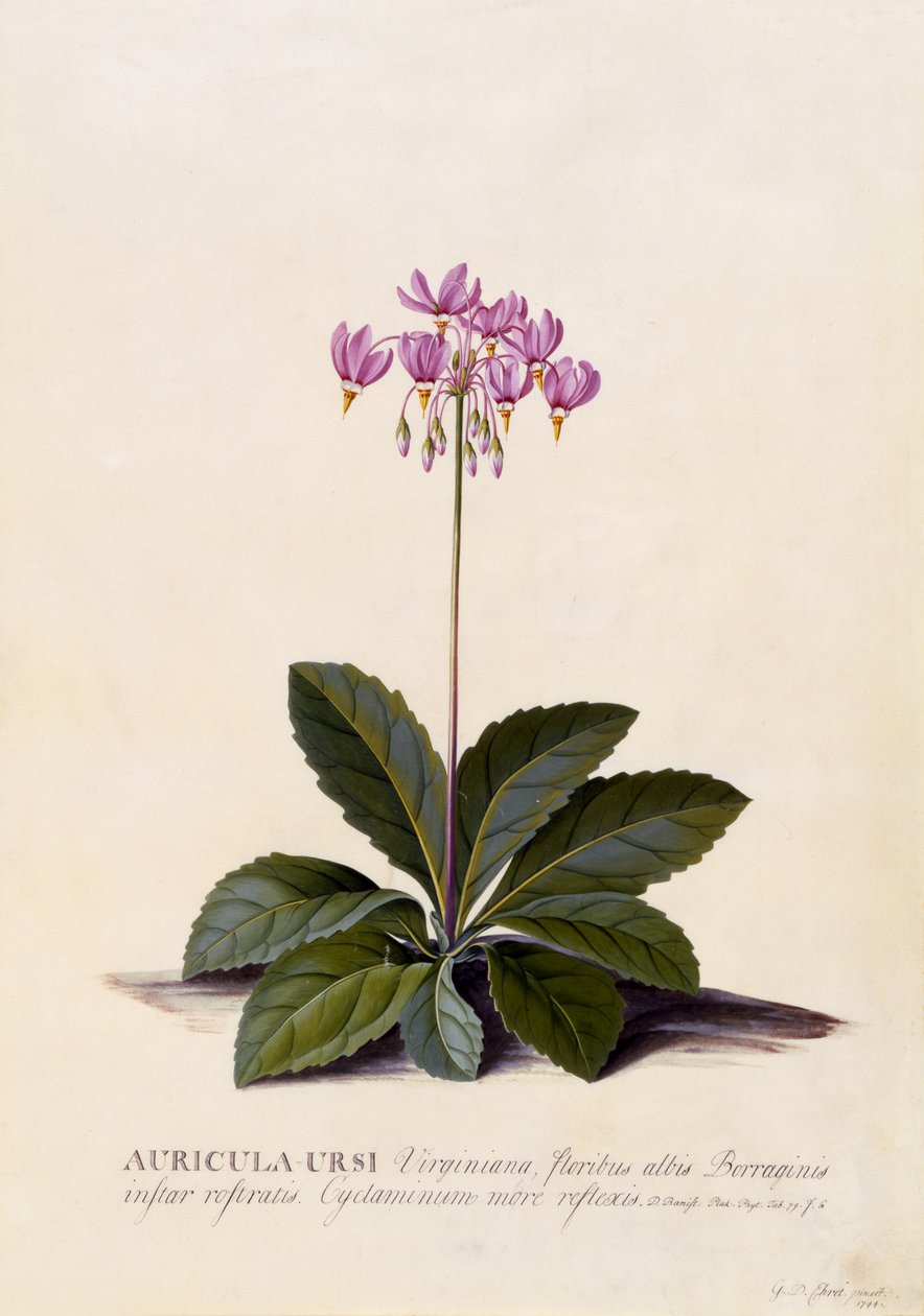 Auricula ursi, Shooting Star, 1744 körül (kézzel színezett metszet) alkotó: Georg Dionysius Ehret