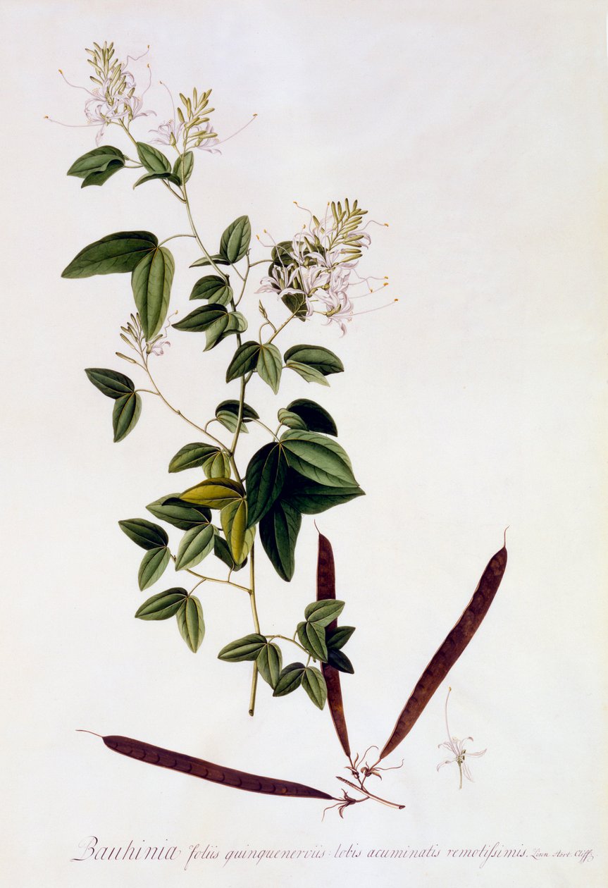 Bauhinia, c. 1745-ös kézzel színezett metszet. alkotó: "Georg Dionysius Ehret