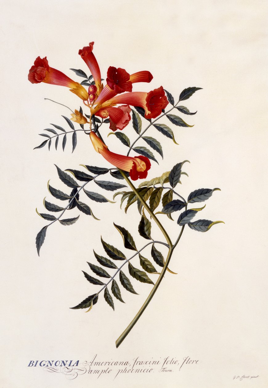 Bignonia Americana, 1743 körül (kézzel színezett metszet) alkotó: Georg Dionysius Ehret
