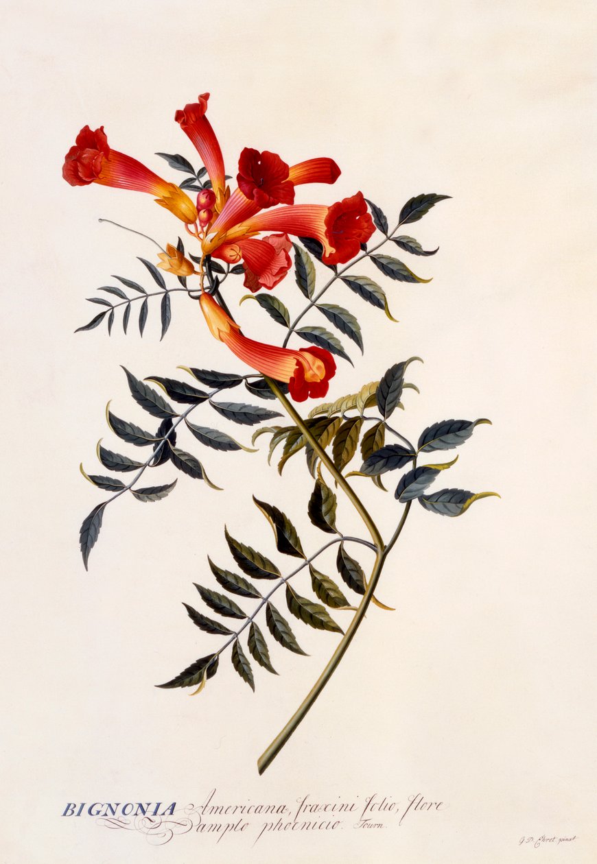 Bignonia Americana, c. 1743-as kézzel színezett metszet. alkotó: "Georg Dionysius Ehret