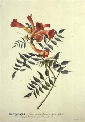 Bignonia americana, akvarell alkotó: Georg Dionysius Ehret