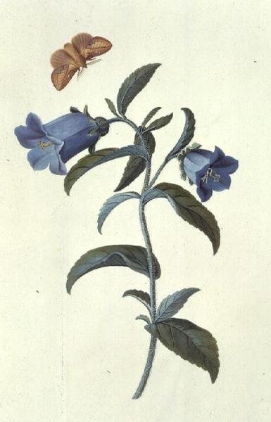 Canterbury Bell (Campanula) alkotó: Georg Dionysius Ehret