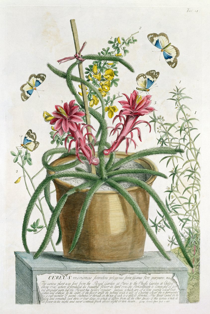 Cereus Minimus, 1745 körül (színes litó) alkotó: Georg Dionysius Ehret