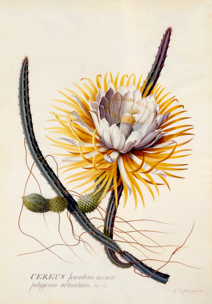 Cereus az éjszaka királynője, c. 1744-es kézzel színezett metszet. alkotó: "Georg Dionysius Ehret