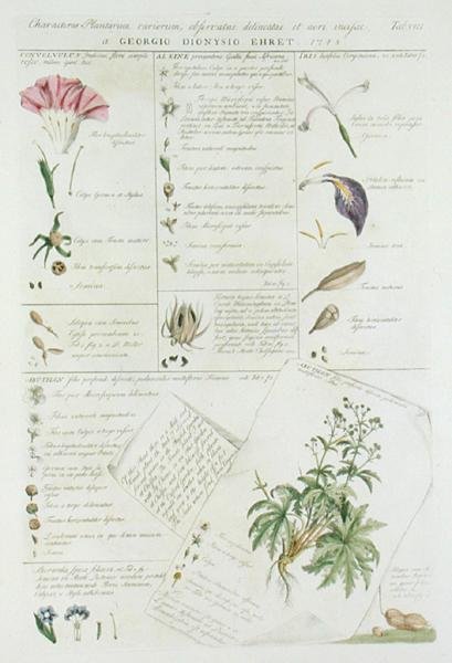 A virágok karakterei, a "Plantae et Papiliones Rariores" című, 1748-59-ben megjelent kötetből (kézi színes nyomat) alkotó: Georg Dionysius Ehret