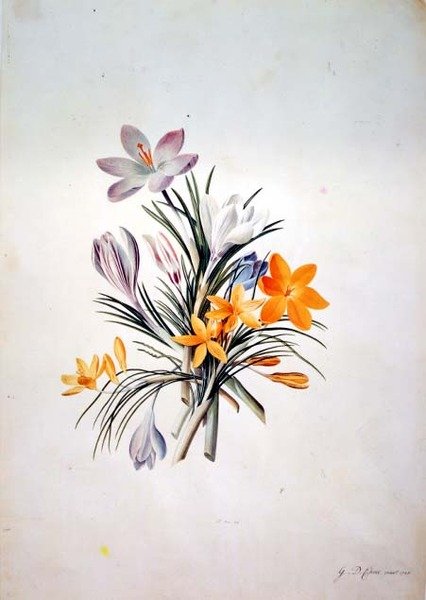 Crocus csokor alkotó: Georg Dionysius Ehret