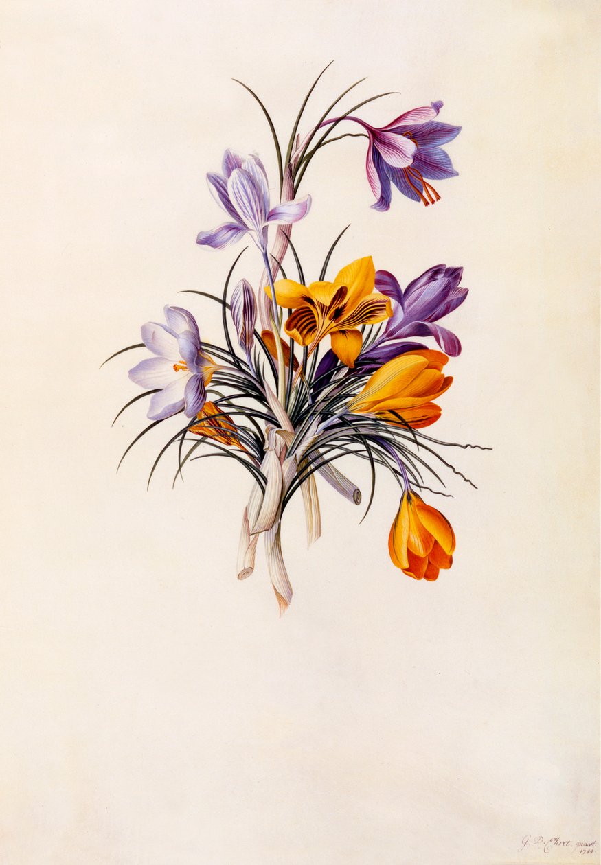 Krókuszok, c. 1744-es kézzel színezett metszet. alkotó: "Georg Dionysius Ehret