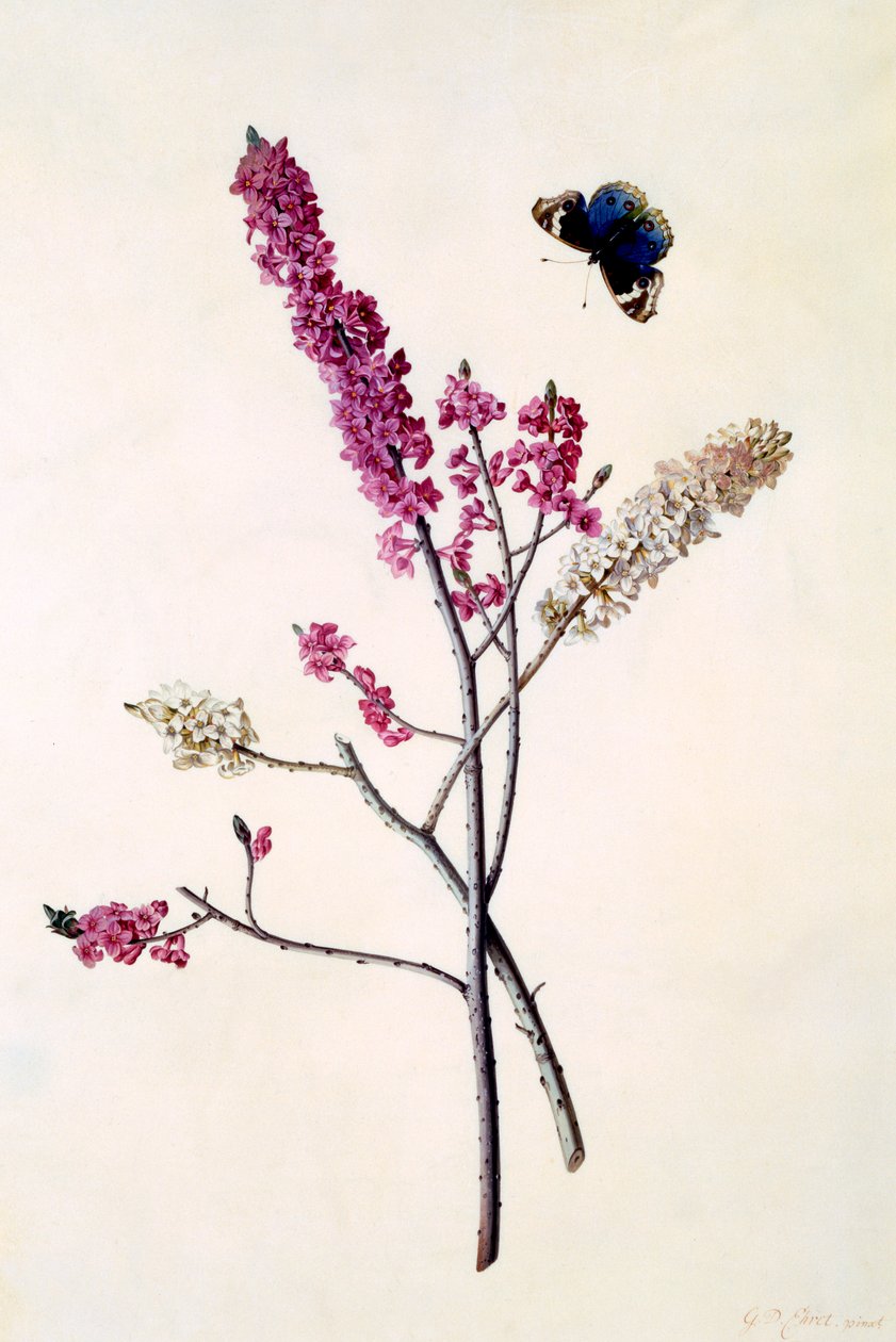 Daphne Mezereum pillangóval, c. 1740-es kézzel színezett metszet. alkotó: "Georg Dionysius Ehret