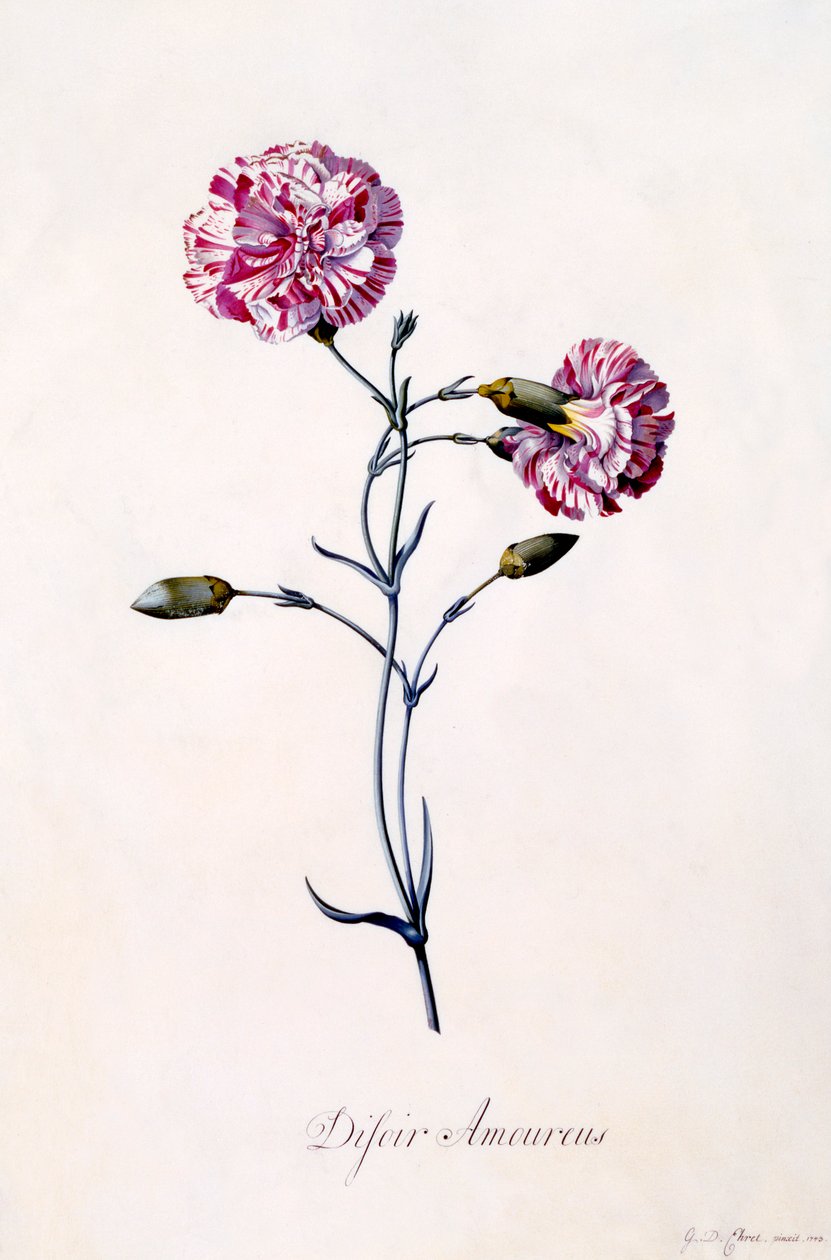 Difor Amourius szegfű, c. 1745-ös kézzel színezett metszet. alkotó: "Georg Dionysius Ehret