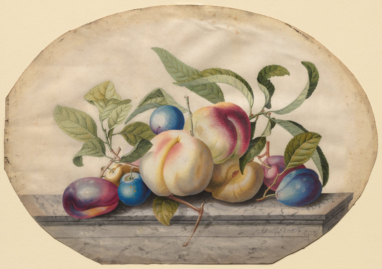 Gyümölcselrendezés: Őszibarack és vízkő márványlapon, 1742. alkotó: Georg Dionysius Ehret