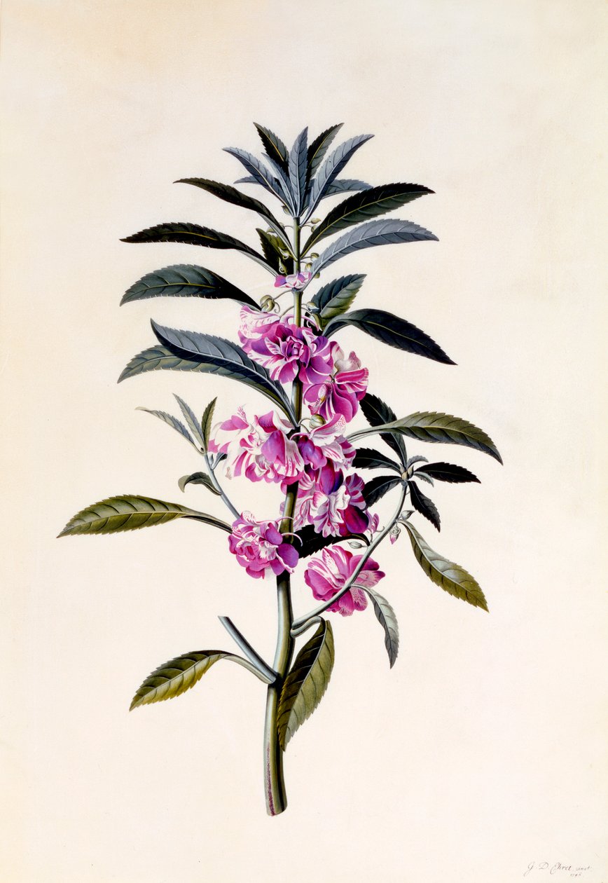 Kerti balzsam Impatiens Balsamina, c. 1746-os kézzel színezett metszet. alkotó: "Georg Dionysius Ehret