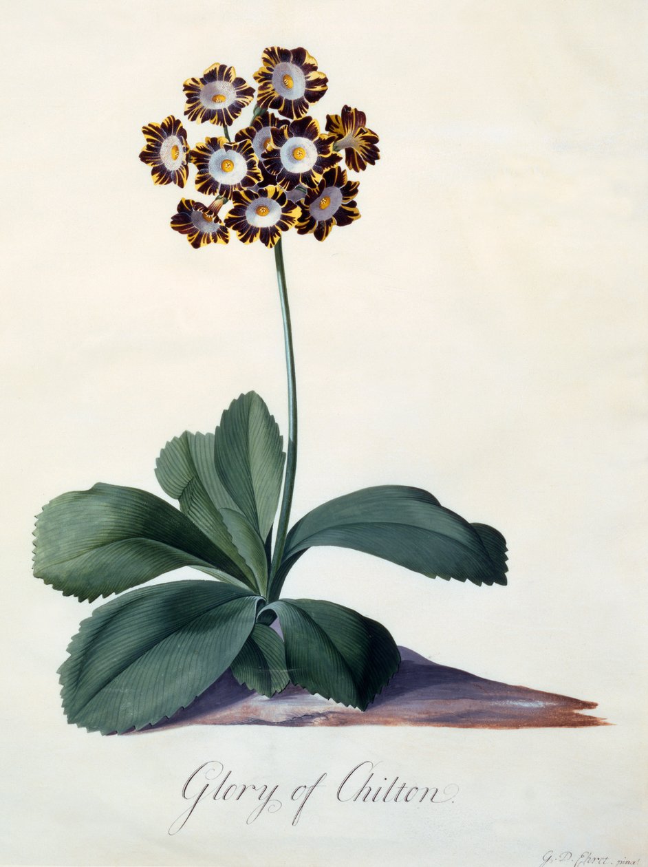Chilton dicsősége c. 1745-ös kézzel színezett metszet. alkotó: "Georg Dionysius Ehret