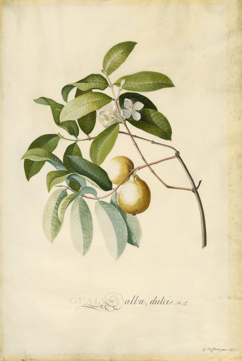 Guava alkotó: Georg Dionysius Ehret