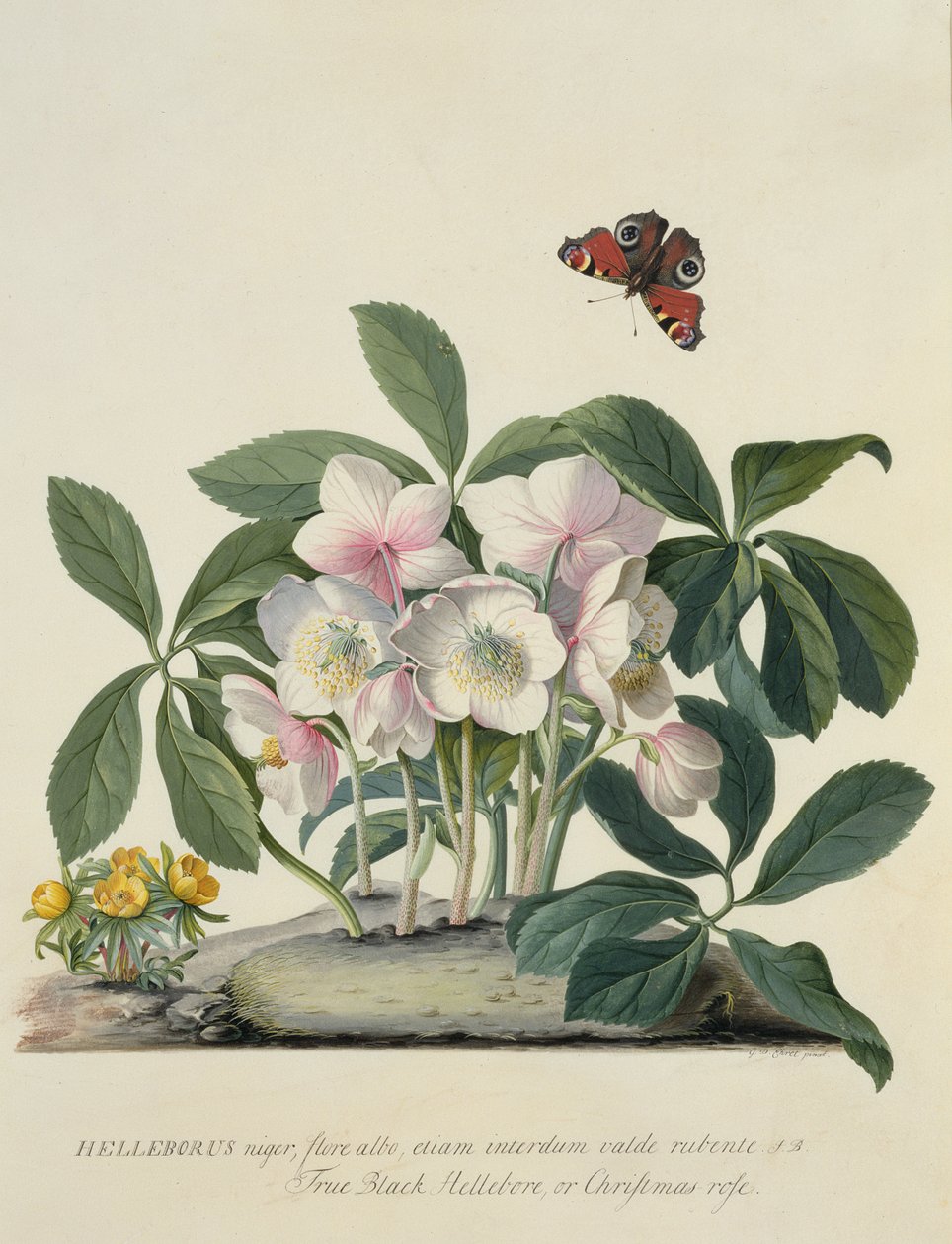 Helleborus Niger alkotó: Georg Dionysius Ehret