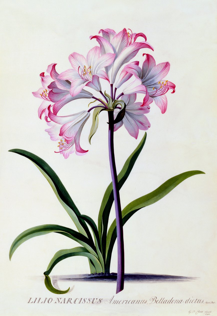 Lilio Narcissus, c. 1744-es kézzel színezett metszet. alkotó: "Georg Dionysius Ehret
