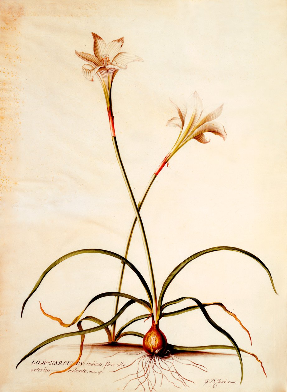 Lilio Narcissus, c. 1745 9 kézzel színes metszet. alkotó: "Georg Dionysius Ehret