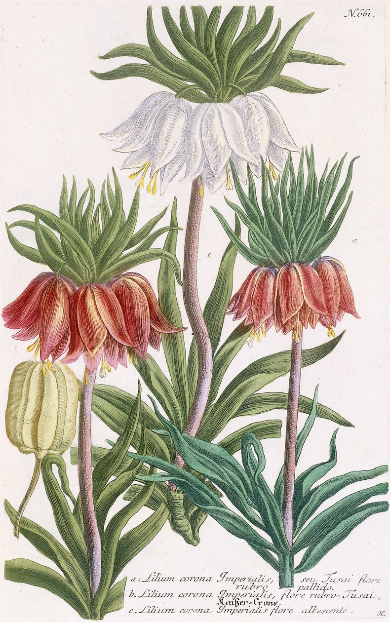Birodalmi liliom korona alkotó: Georg Dionysius Ehret