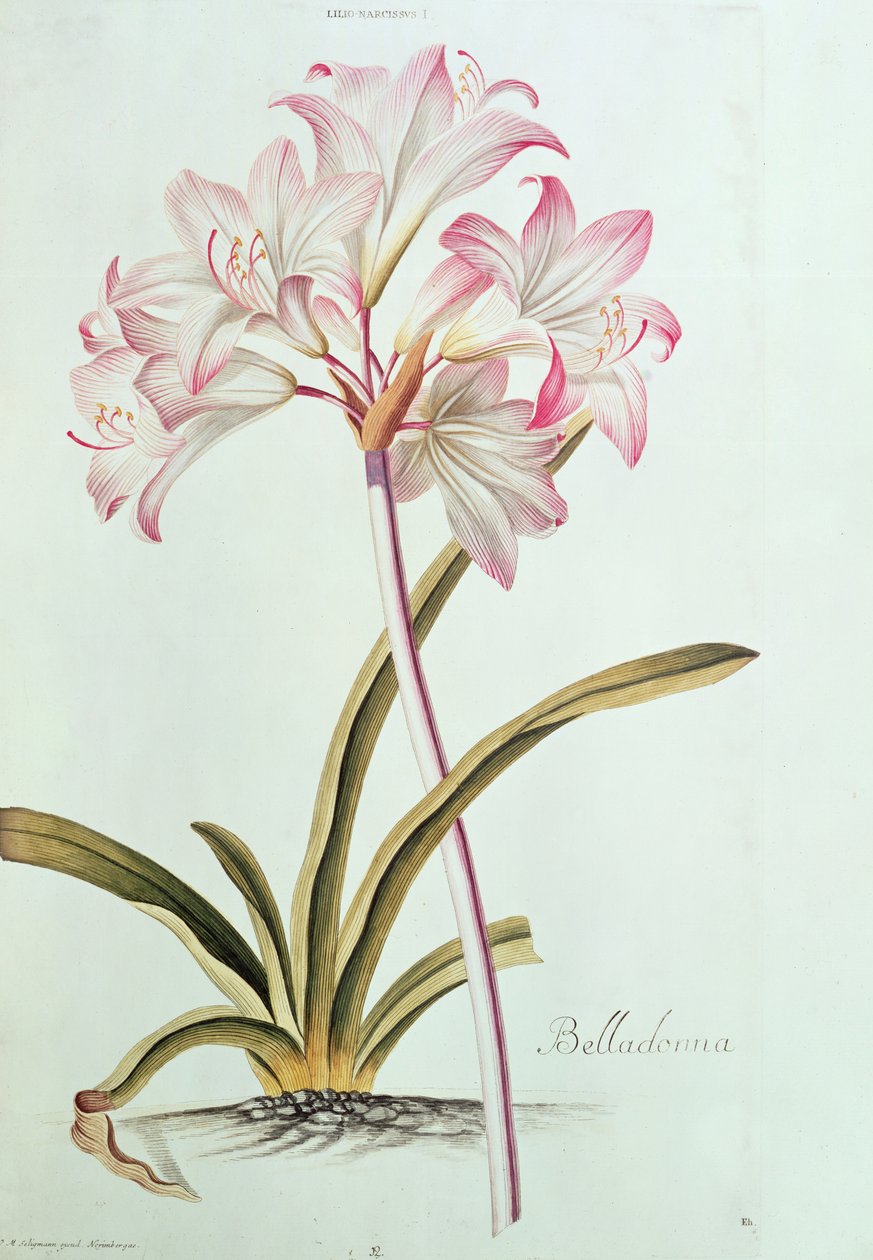 Liliom: Lilium belladonna, (12. kép) Trew