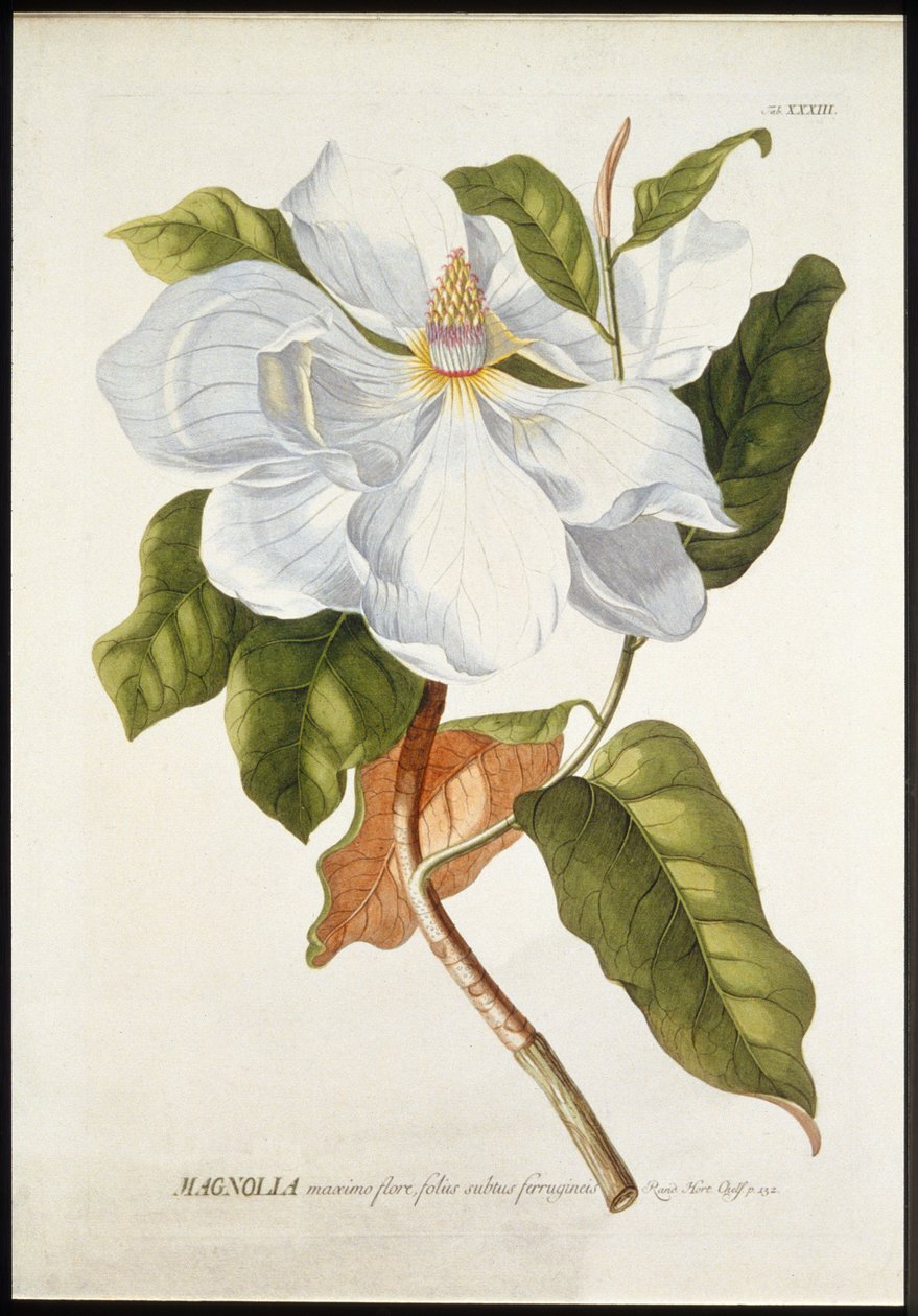 Magnolia in Great Bloom, 1740-1770. alkotó: Georg Dionysius Ehret