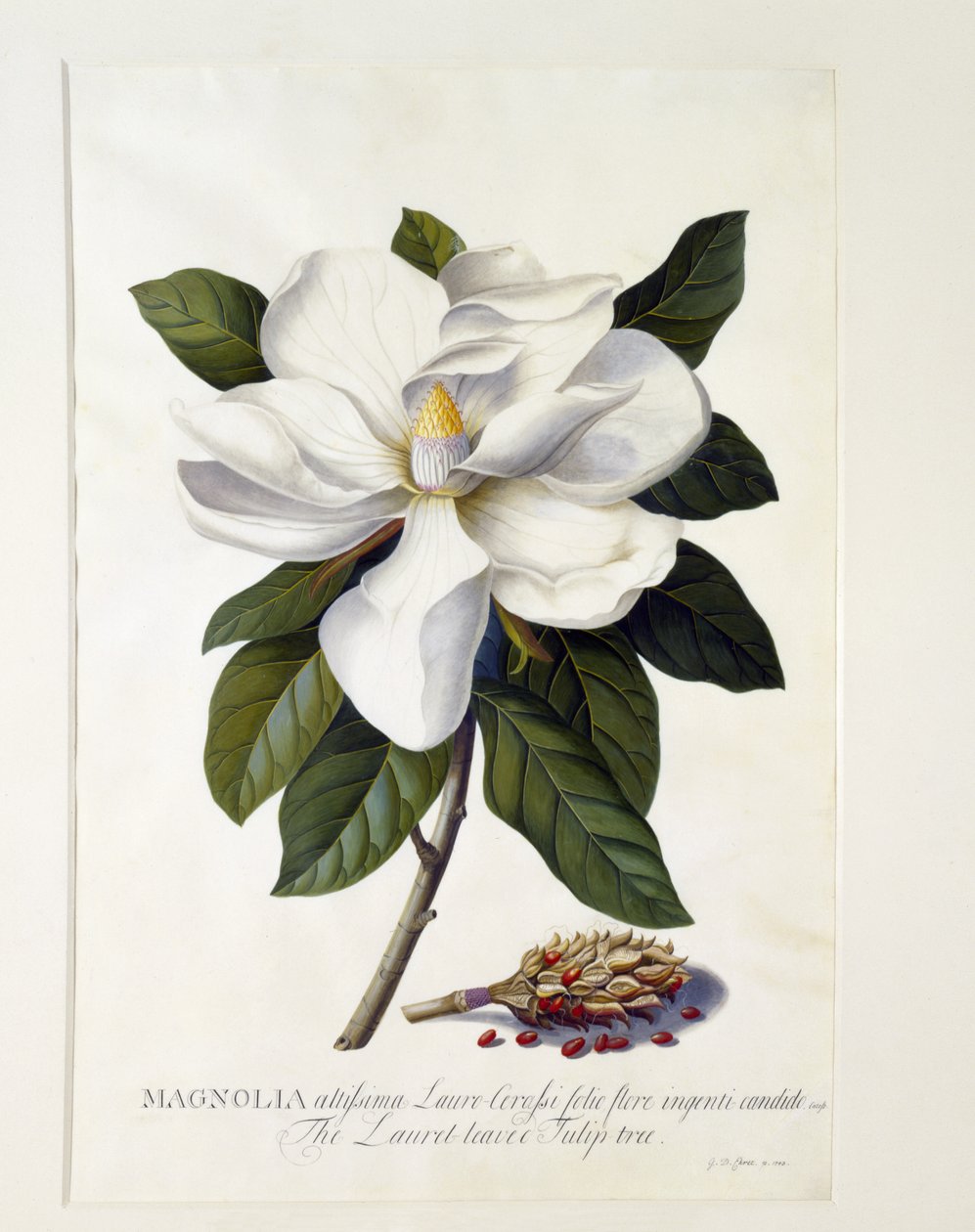 Magnolia grandiflora, 1743 körül (kézzel színezett metszet) alkotó: Georg Dionysius Ehret