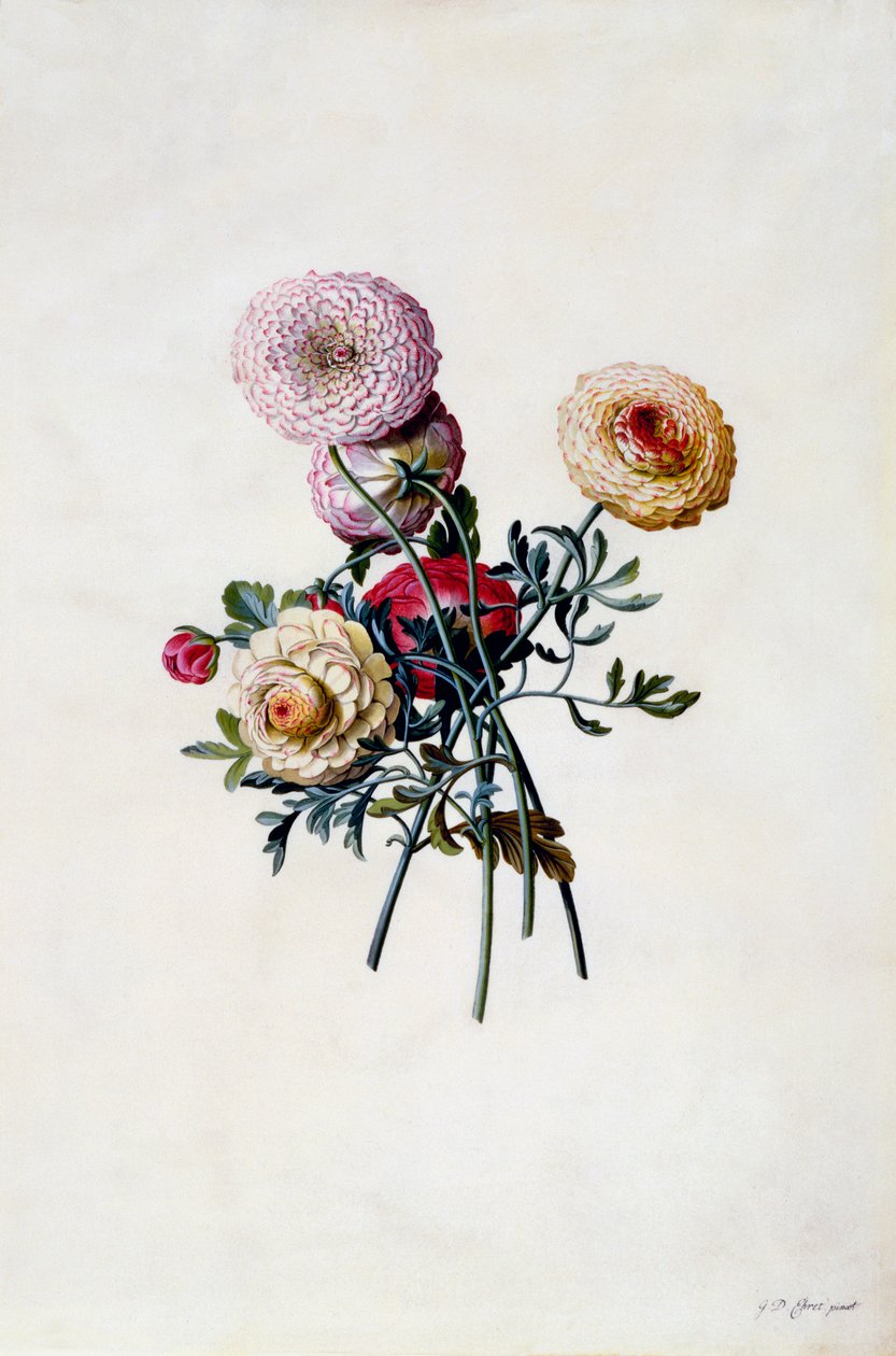 Vegyes Ranunculák, c. 1743-as kézzel színezett metszet. alkotó: "Georg Dionysius Ehret