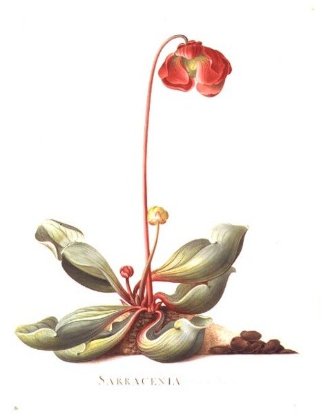 PD.117-1973.f23 Sarracenia purpurea (Korcsó növény) 1764 (akvarell és gouache pergamen) alkotó: Georg Dionysius Ehret