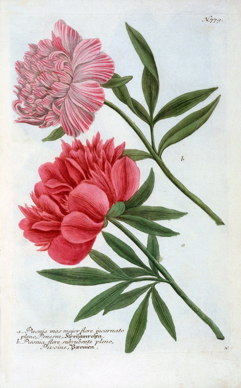 Paeonia, 1737, kézzel színezett metszet. alkotó: "Georg Dionysius Ehret