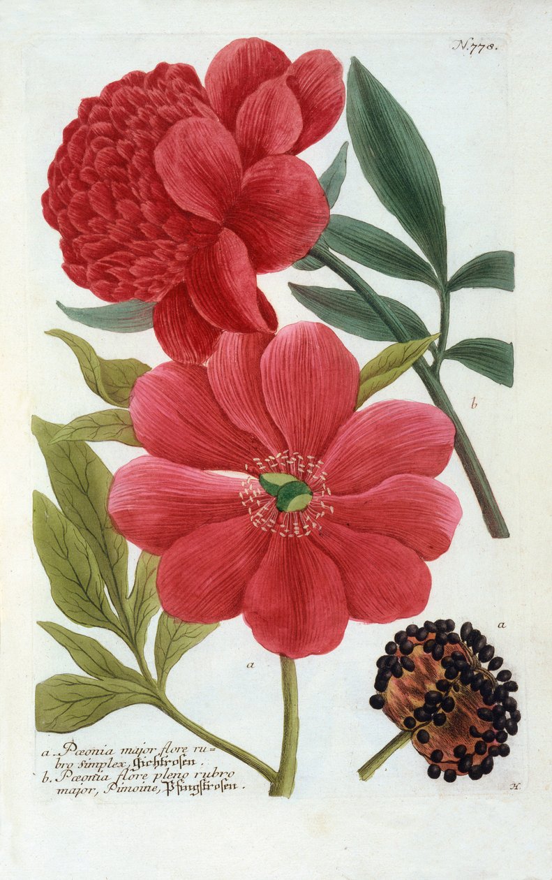 Paeonia, kézzel színezett metszet. alkotó: "Georg Dionysius Ehret