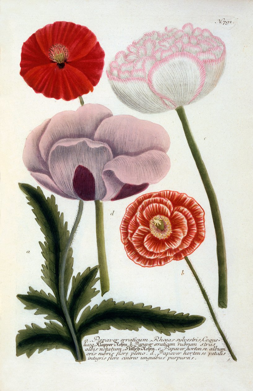 Papaver, 1737. évi kézzel színezett metszet. alkotó: "Georg Dionysius Ehret