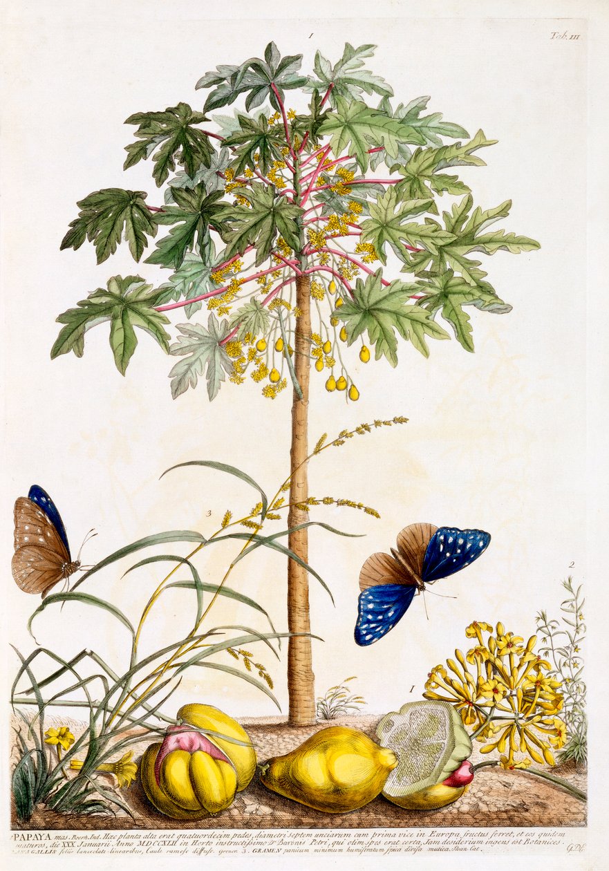 Papaya, c. 1748-as kézzel színezett metszet. alkotó: "Georg Dionysius Ehret