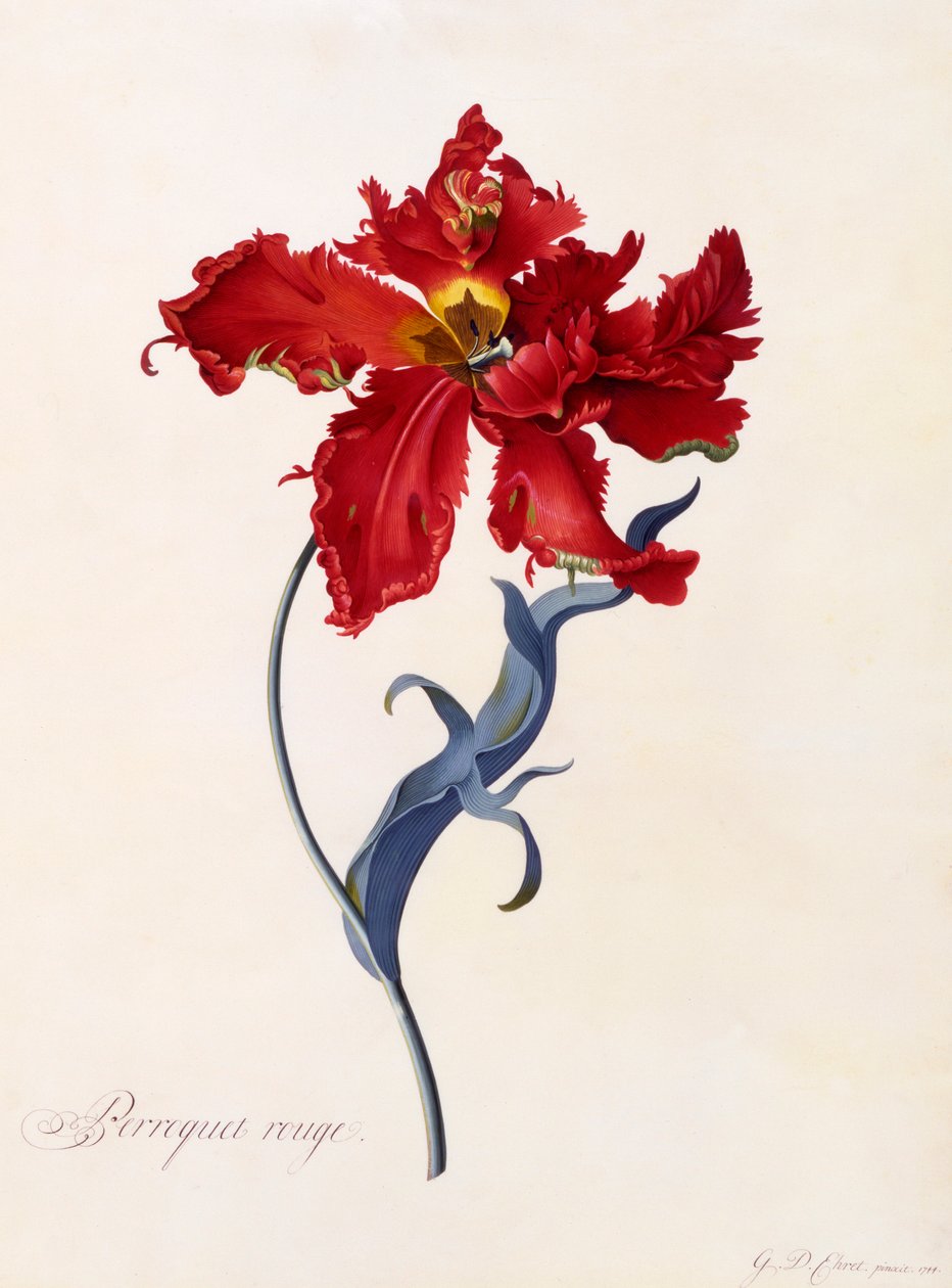 Perroquet Rouge, c. 1744-es kézzel színezett metszet. alkotó: "Georg Dionysius Ehret