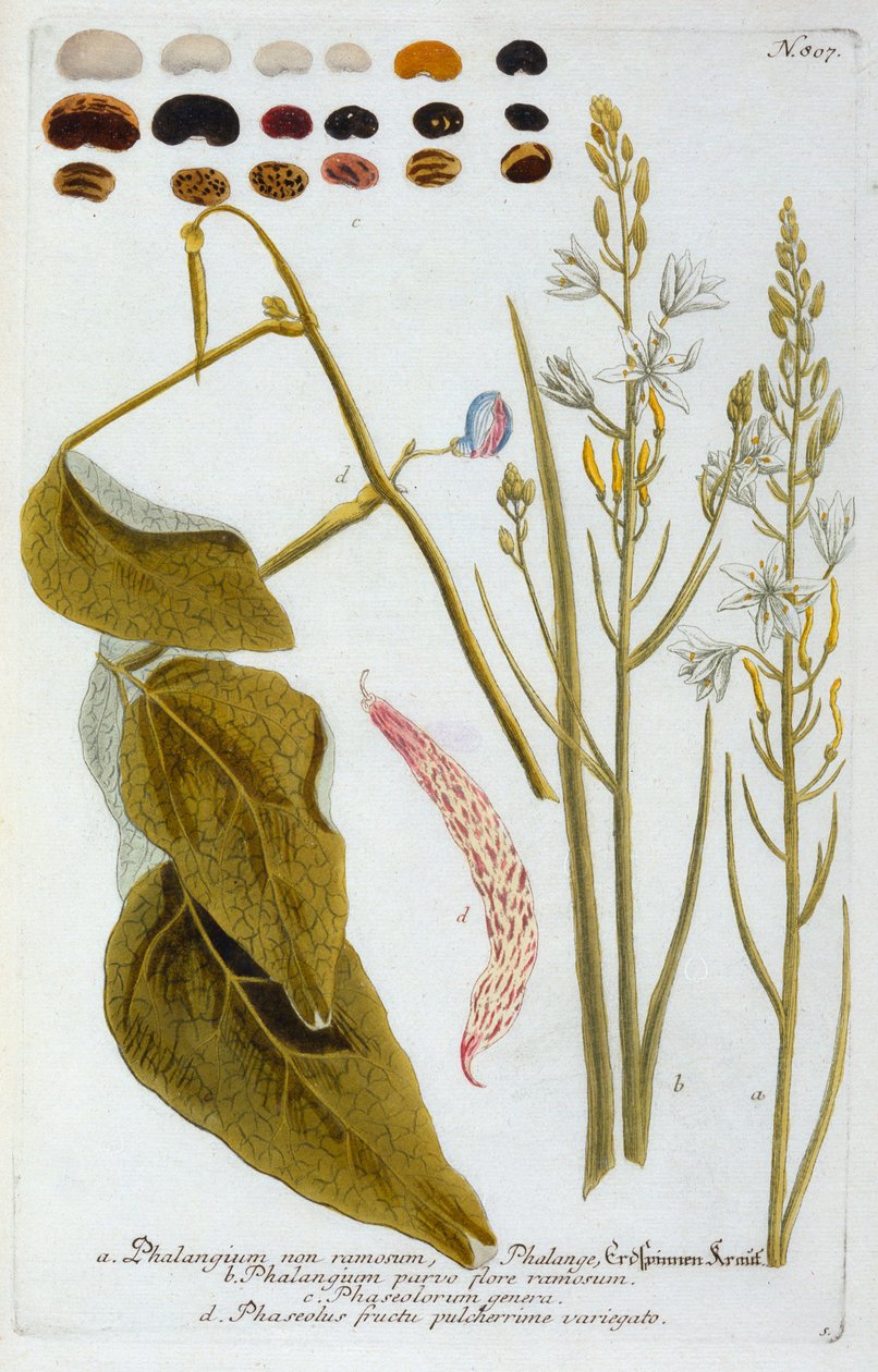 Phalangium, 1737. évi kézzel színezett metszet. alkotó: "Georg Dionysius Ehret
