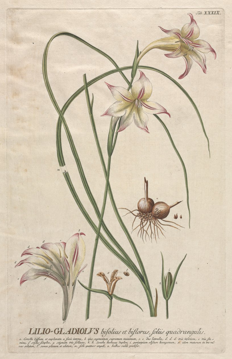 Válogatott növények 39 - Lilio-Gladiolus. alkotó: Georg Dionysius Ehret