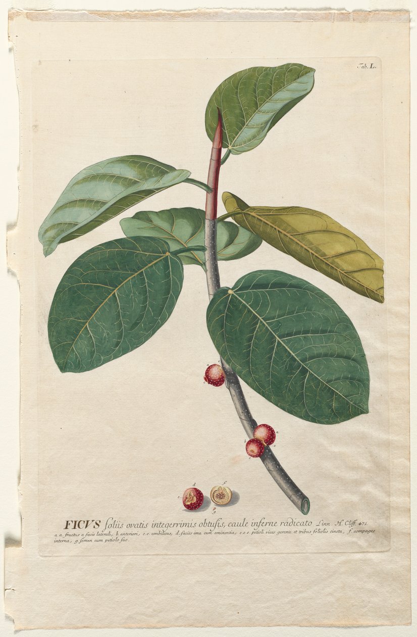 Válogatott növények 50 Ficus alkotó: Georg Dionysius Ehret