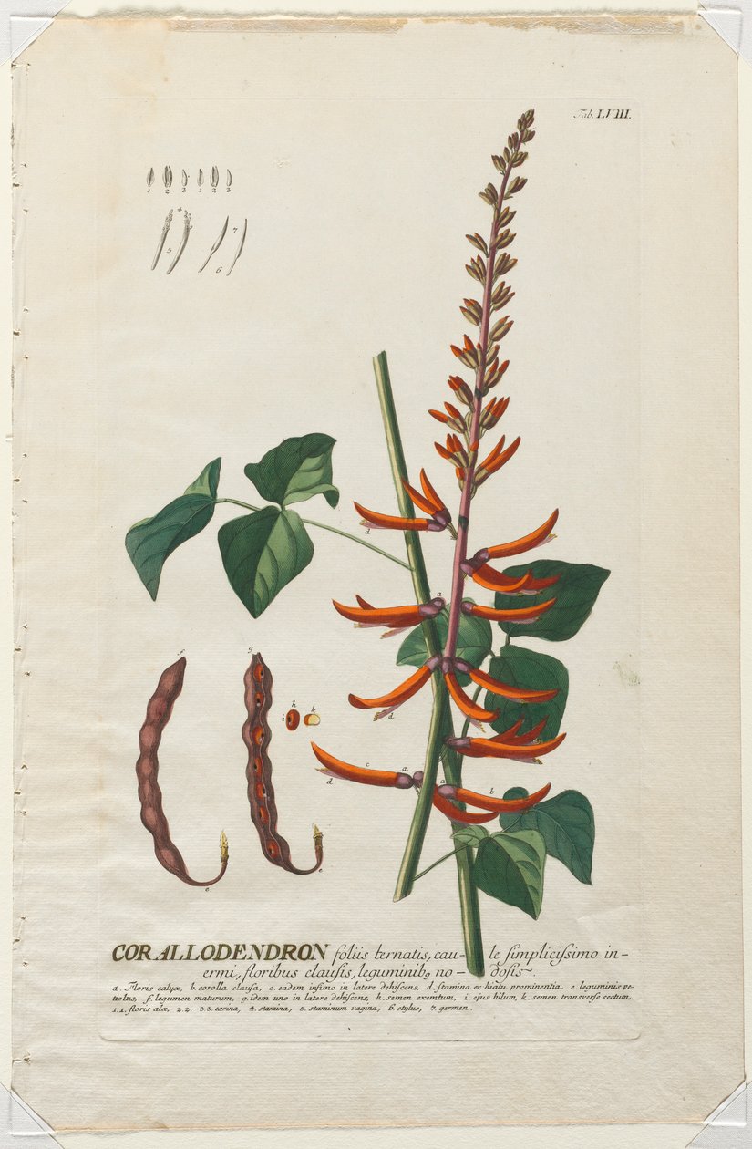 Válogatott növények 58 - Corallodendron. alkotó: Georg Dionysius Ehret