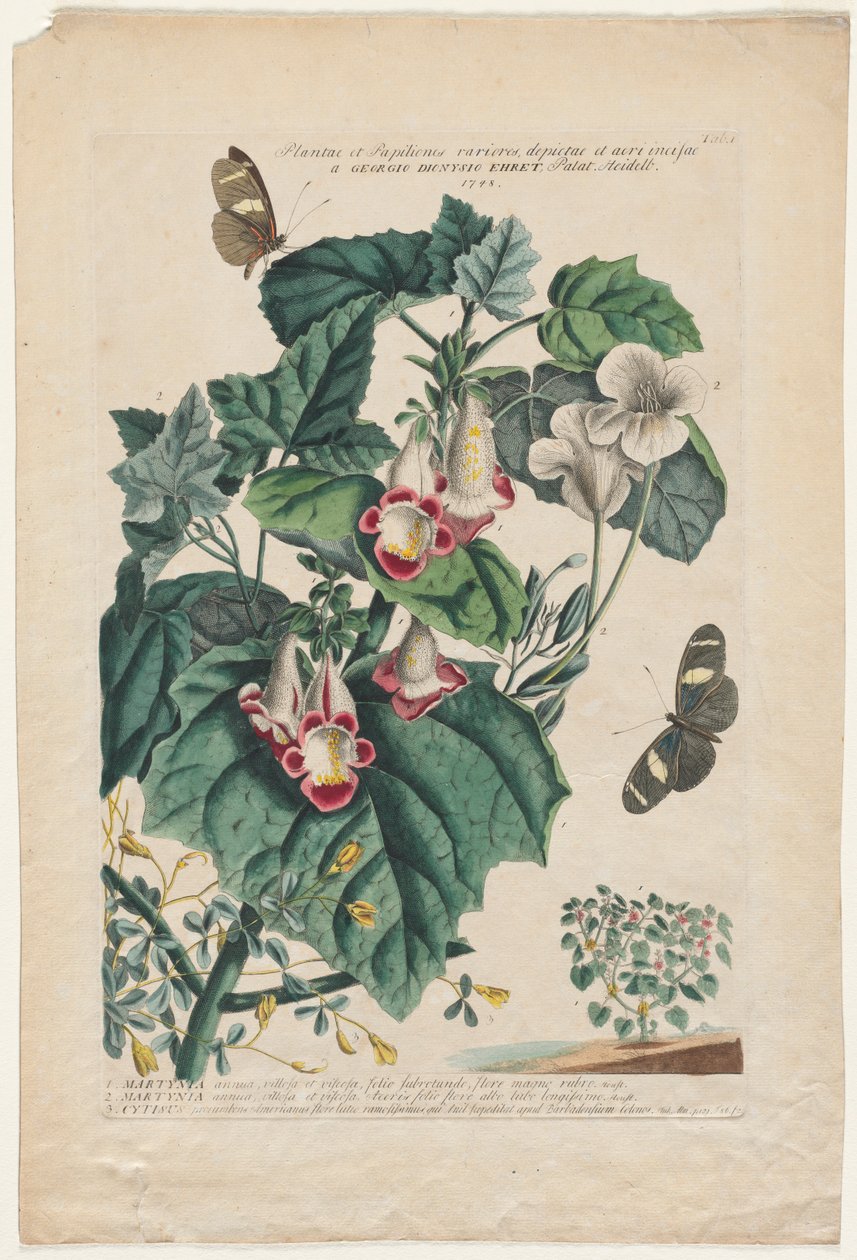 Ritkább növények és lepkék: Martynia, 1748 alkotó: Georg Dionysius Ehret